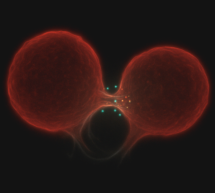 Oral Bacteria in the Bloodstream